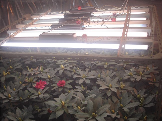 供应植物生长灯/植物灯/阳光灯/大棚灯